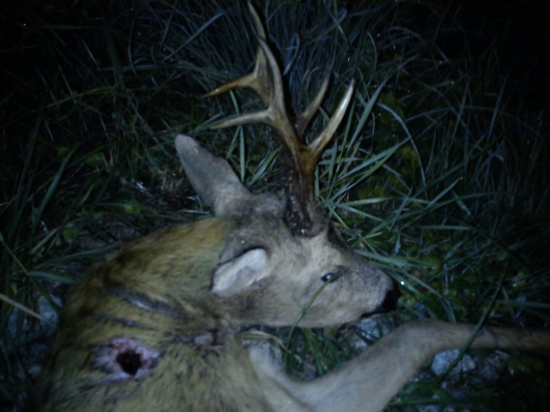 Srnec III.v.t.: vychodený