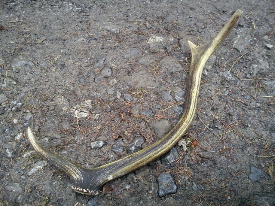 6-torák minuloročný