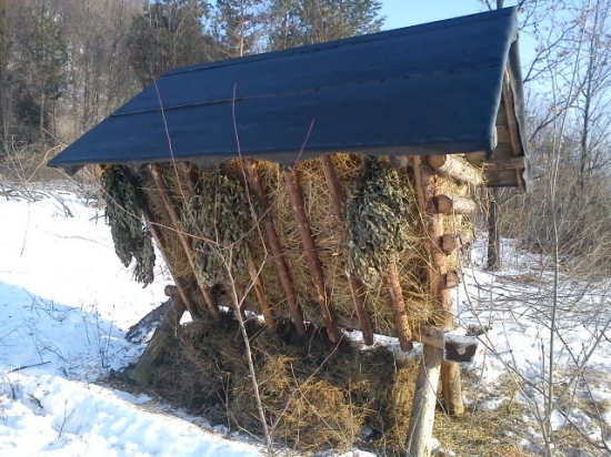 seno kukurica letnina a je zakrmené