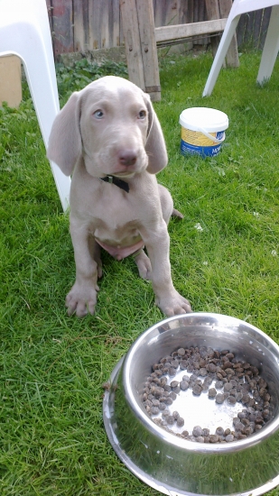 nový člen Max - Weimarsky stavač