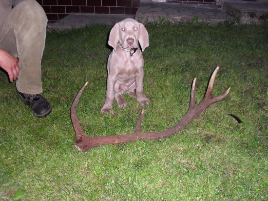 čo sa za mládi naučí na starobu nezabudne :-)