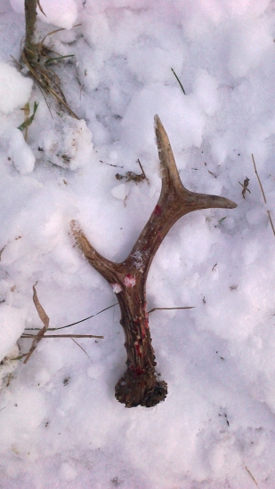 Odmena za prikrmovanie