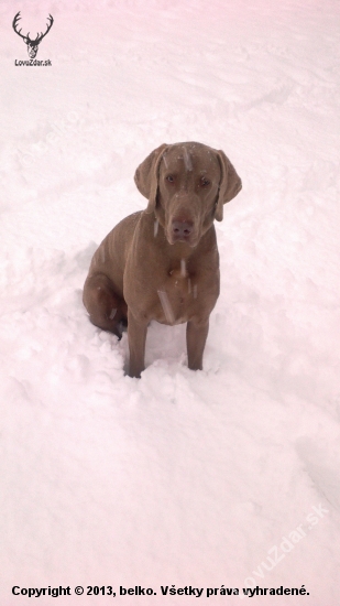 Maxo