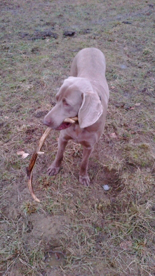 Maxov prvý ale minuloročný