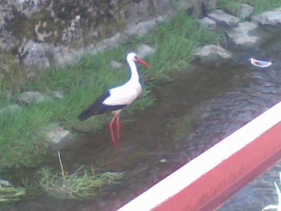 bocian