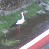 bocian