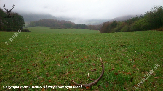 v daždi