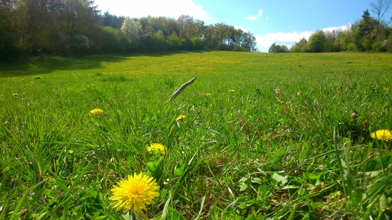 Nový druh lúčnyho kvíti :-)