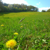 Nový druh lúčnyho kvíti :-)