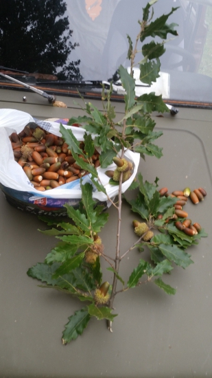 Už padaju semenný rok :-)