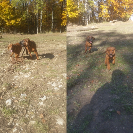 Ked sa stretne jelenia červeň BF-Hasan, AJD-Baron