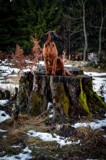 Môj model Hasaníček