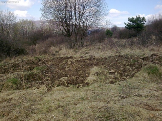 mašurka boli hladné