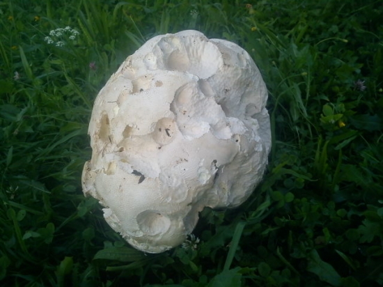 vatovec ale uz dost starý