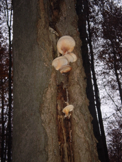 hliva ustricova-chladnačky