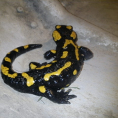 salamandra