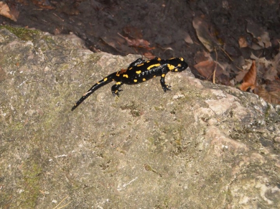 salamandra
