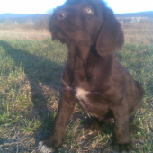 Bročko