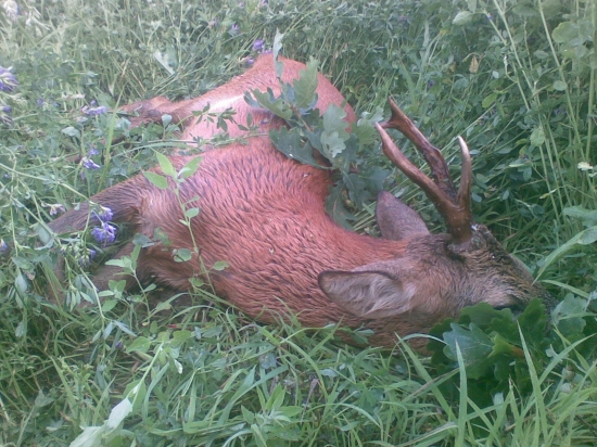 Raňajšia pochôdzka sa vydarila...