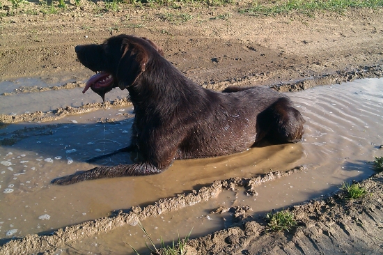 švihák lázeňský