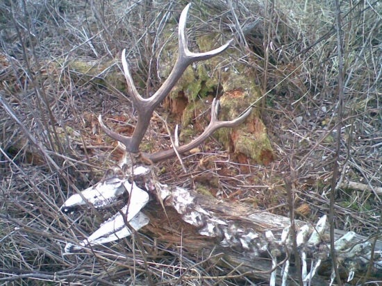 Škoda ho mal budúcnosť