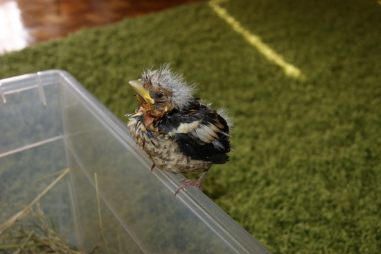 Neviete mi povedať čo to je ?