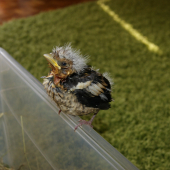 Neviete mi povedať čo to je ?