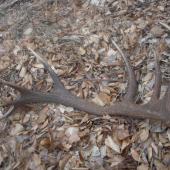 16-torak  182.4 bodov