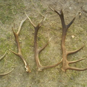 Moja a ocova tohto rocna zbierka