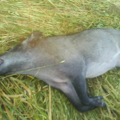 uý dábnejšie na pšenicy