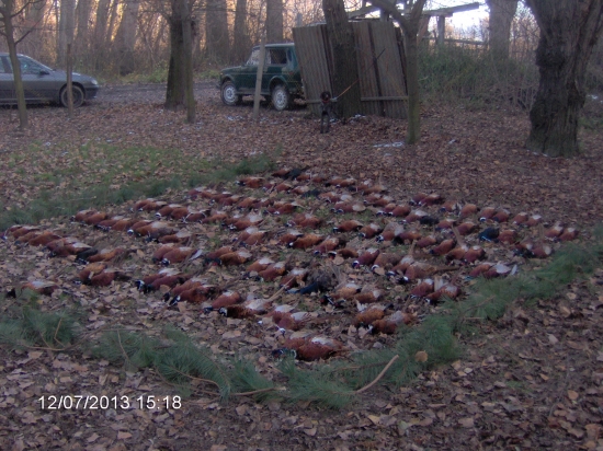 Spoločná na bažanti