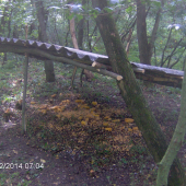 Nasipec pre bažantiu zver