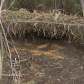 Nasipec pre bažantiu zver 2
