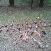 Prvá spoločna na bažanti