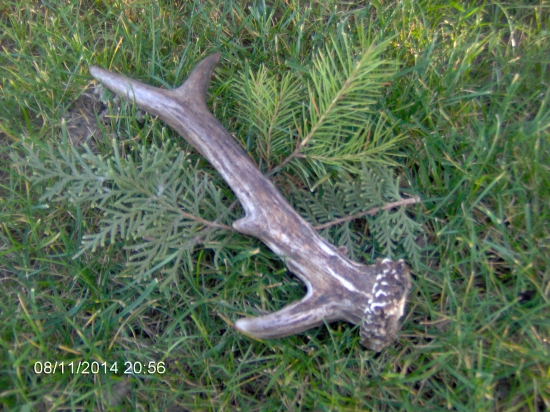 Vianoční darček od Diani a Sv Huberta