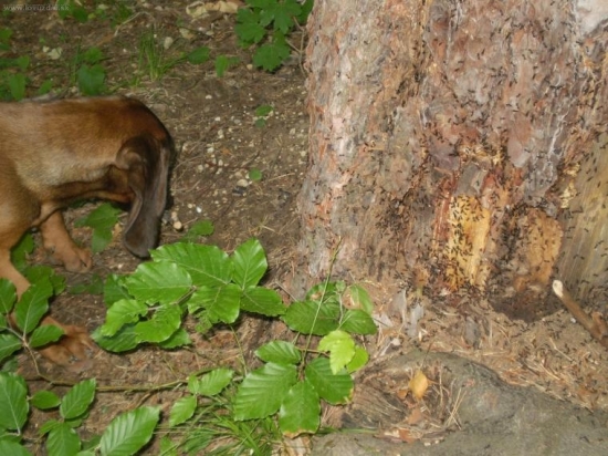 Cerov utok na mravce