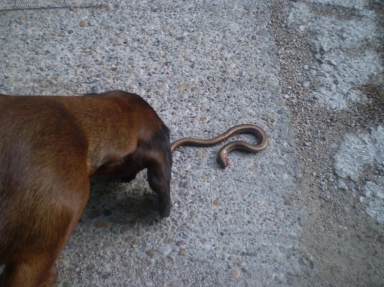 Cerov novy objav....neborak