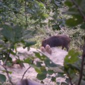 papkaju a papkaju...