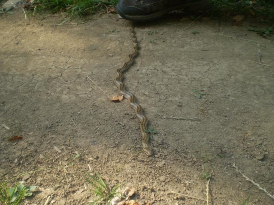 ak sa vlní,tak sa vlní...