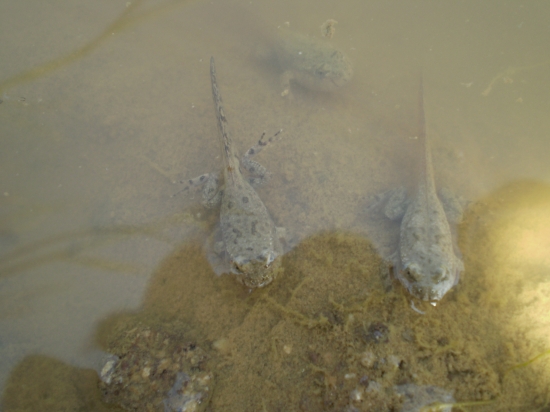 tieto sme našli v mláke...