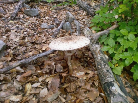 Kto vidí jej malú sestričku?