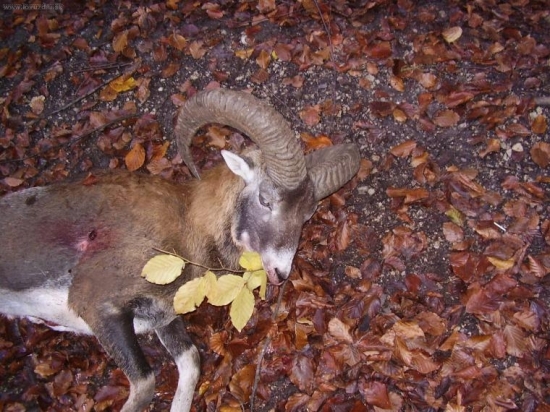 Sobotnajšia posliedka