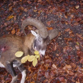 Sobotnajšia posliedka