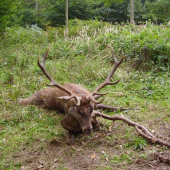 Hosť-2006
