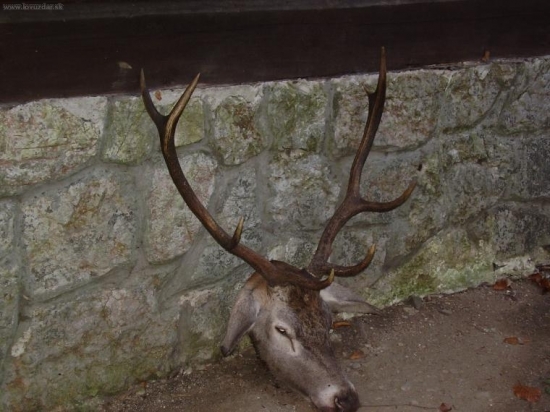 Jedna z mojich 2006