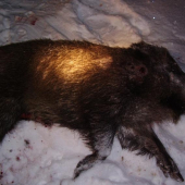 Ulovok 4.1.2010