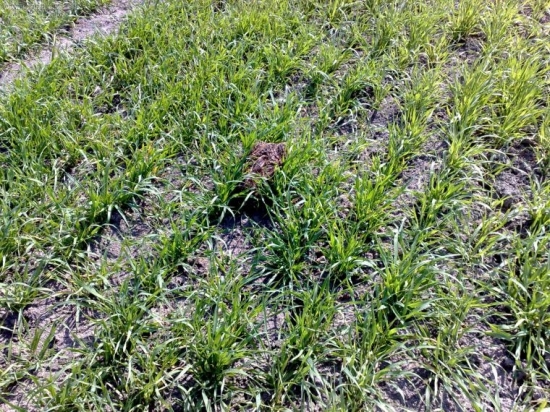 mlady zajko z 1 metra videl som mu uska z dialky a ledva som ho nasiel