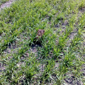 mlady zajko z 1 metra videl som mu uska z dialky a ledva som ho nasiel