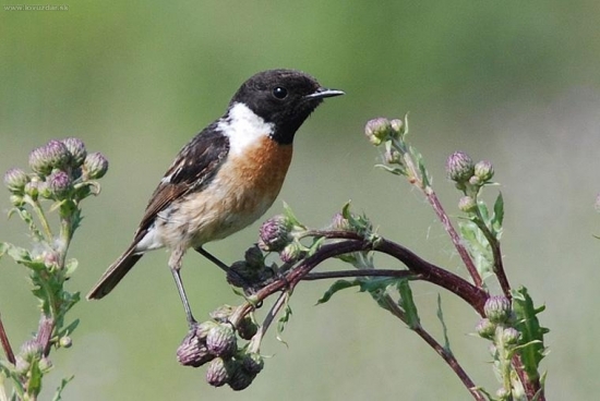 Pŕhľaviar čiernohlavý (Saxicola torquata)