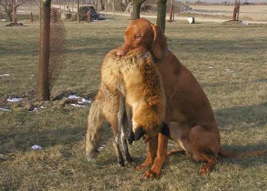 odovzdávka líšky po vlečke